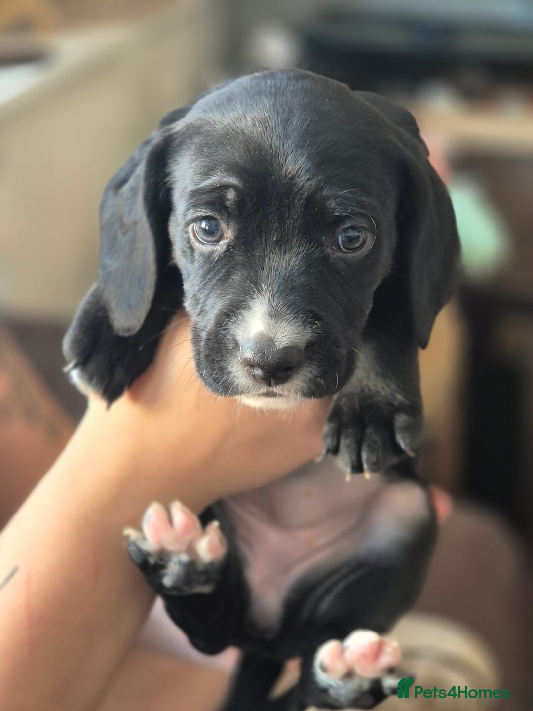 Staffordshire Bull Terrier dogs for sale: Staffie x Cockapoo puppies - Image 7
