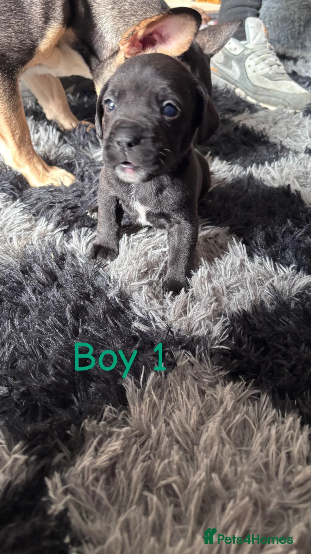 Mixed Breed dogs for sale: 4 beautiful mixed breed puppies for sale. - Advert 17