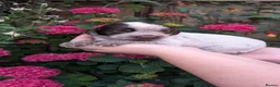 Sprocker dogs for sale: 7 beautiful sprockers - Advert 22