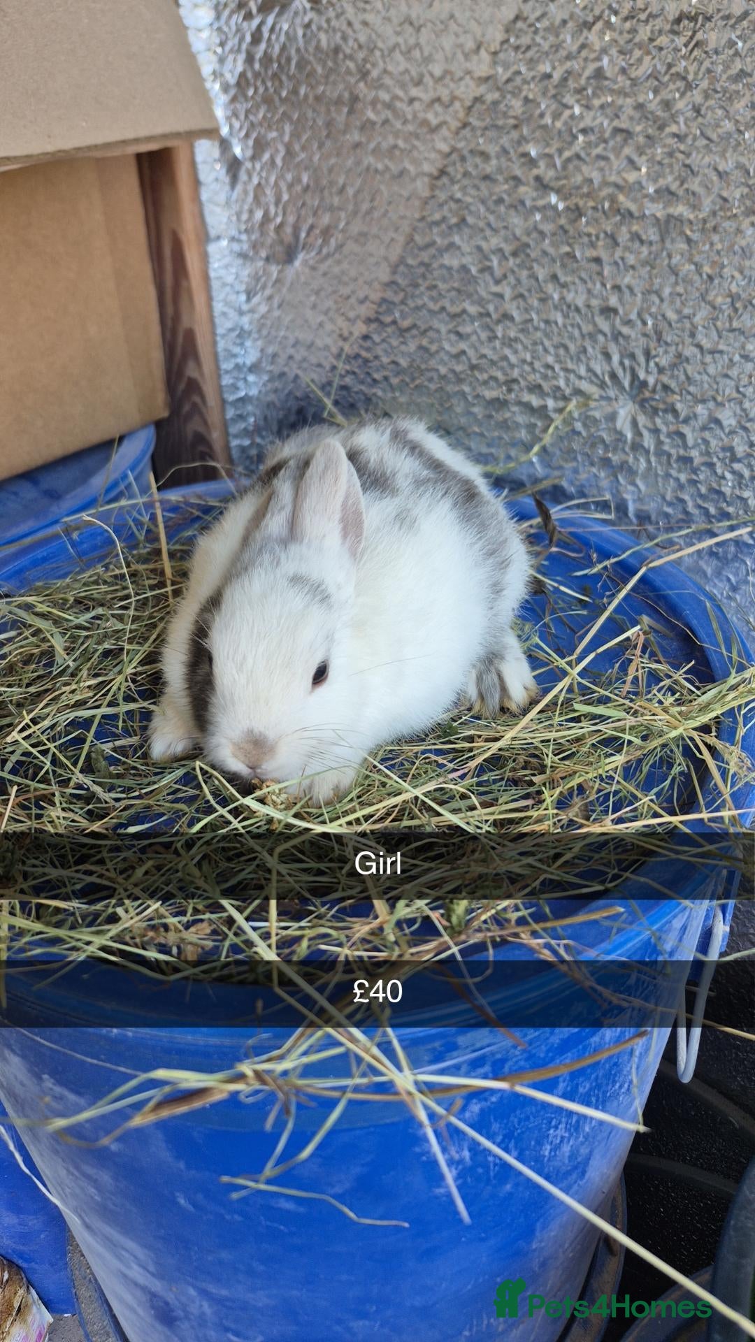 Mixed Breed rabbits Baby 8 week old Dewarf Rabbits - Advert 1
