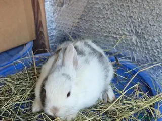 Mixed Breed rabbits Baby 8 week old Dewarf Rabbits - Advert 1