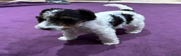 Fox Terrier dogs for sale: wire hair fox terrier puppies - Advert 11
