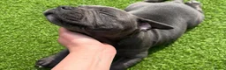 Staffordshire Bull Terrier dogs for sale: Beautiful Blue Staffordshire Bull Terrier Puppies in Glasgow - Advert 4