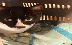 Mixed Breed cats for sale: Dobby and Ron - Image 5