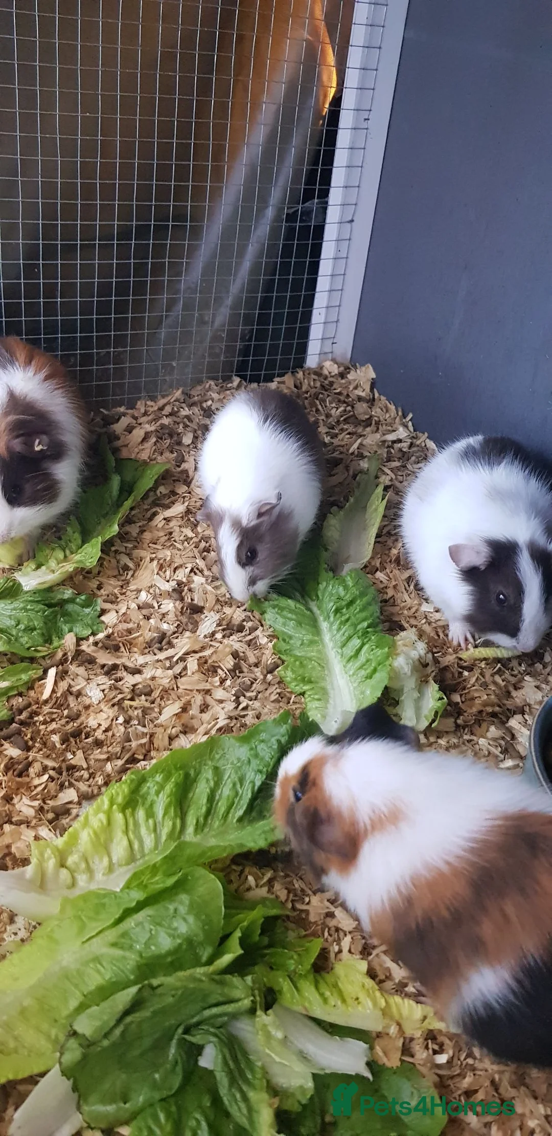Guinea Pig rodents for sale: Male Guinea Pigs  - Advert 1