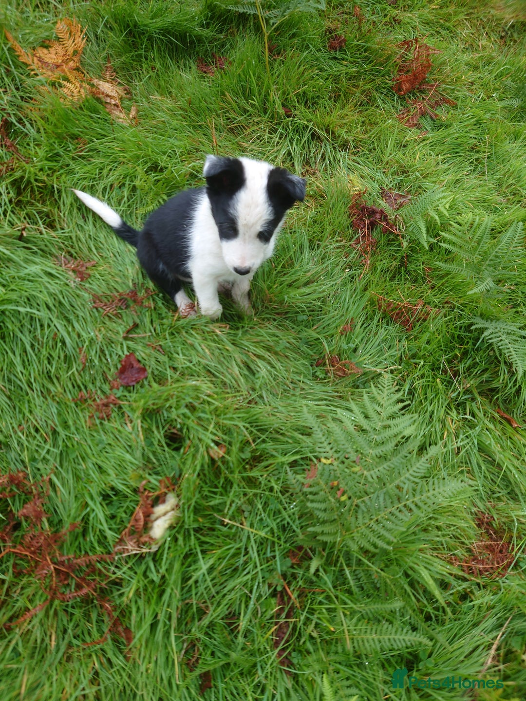 Border Collie dogs for sale: Border collie puppy  - Image 4