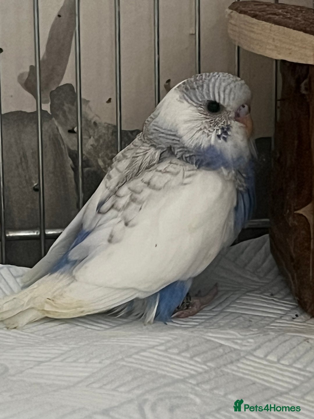 Budgerigars birds for sale: Hand Tame Budgie Chicks - Ready Soon in Chipping Norton - Image 7