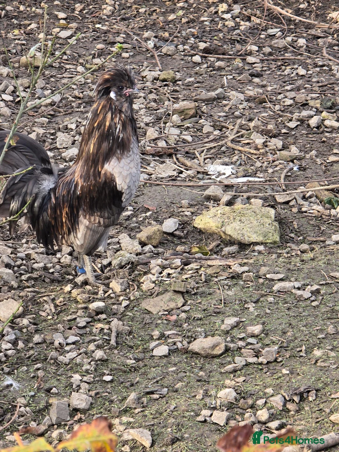 Chickens poultry for sale: Silkie Cockerell in Keighley - Advert 2