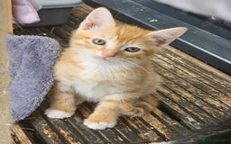 Bengal cats for sale: 5 kittens - 4 ginger and 1 galaxy - Image 5