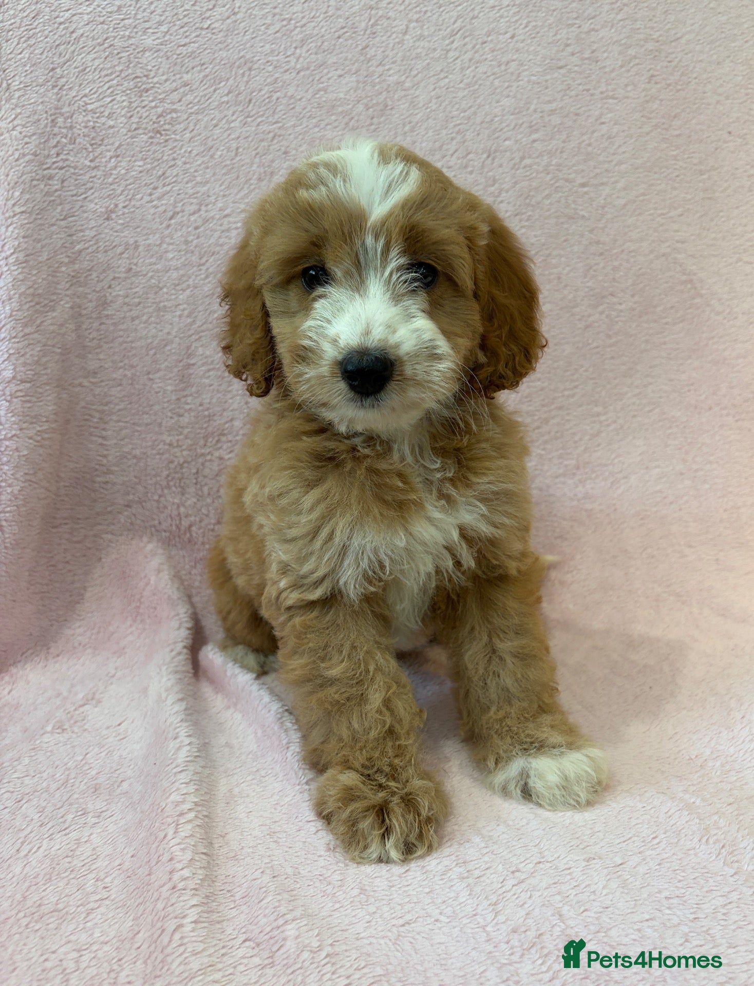Cockapoo dogs F1 cockapoo puppies ready now  - Advert 1