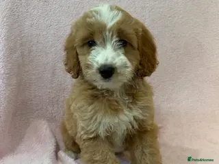 Cockapoo dogs F1 cockapoo puppies ready now - Advert 1