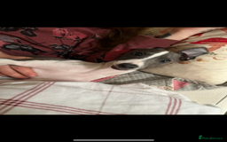 Italian Greyhound dogs for sale: Male neutered 9month Italian greyhound Boyce £1250 - Image 8