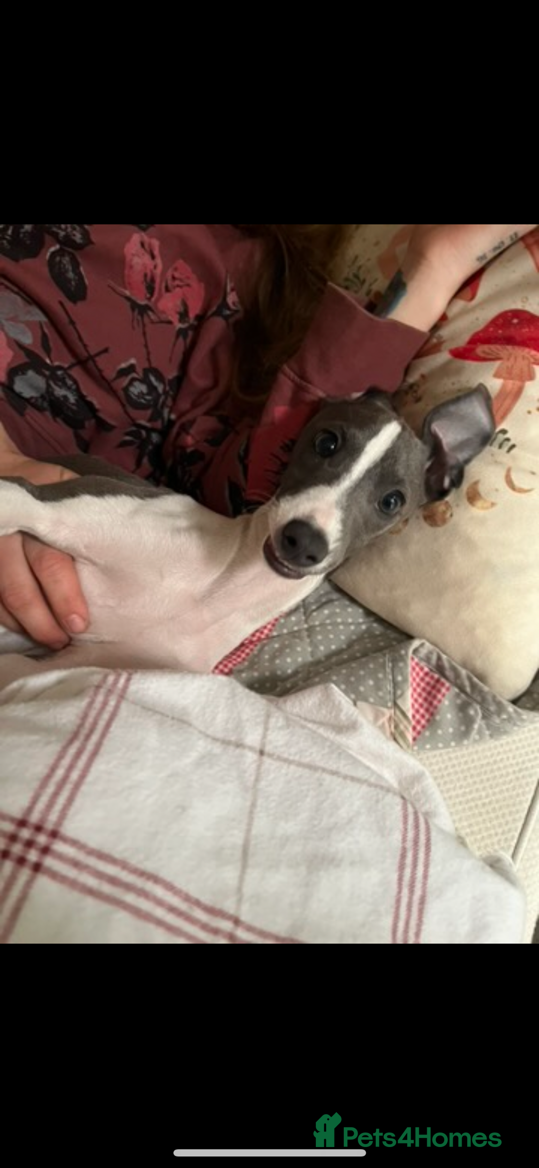 Italian Greyhound dogs for sale: Male neutered 9month Italian greyhound Boyce £1250 - Image 8