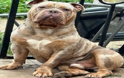 Olde English Bulldogge dogs for sale: Diesel 🐶 - Image 1