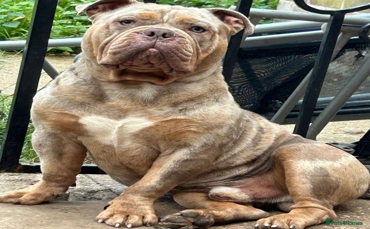 Olde English Bulldogge dogs - Advert 1