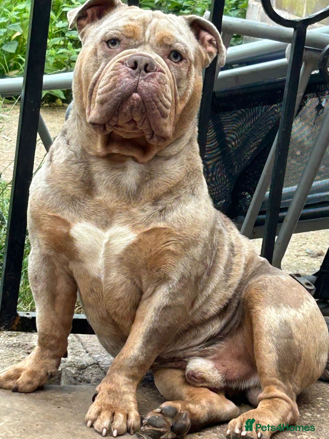 Olde English Bulldogge dogs for sale: Diesel 🐶 - Image 1