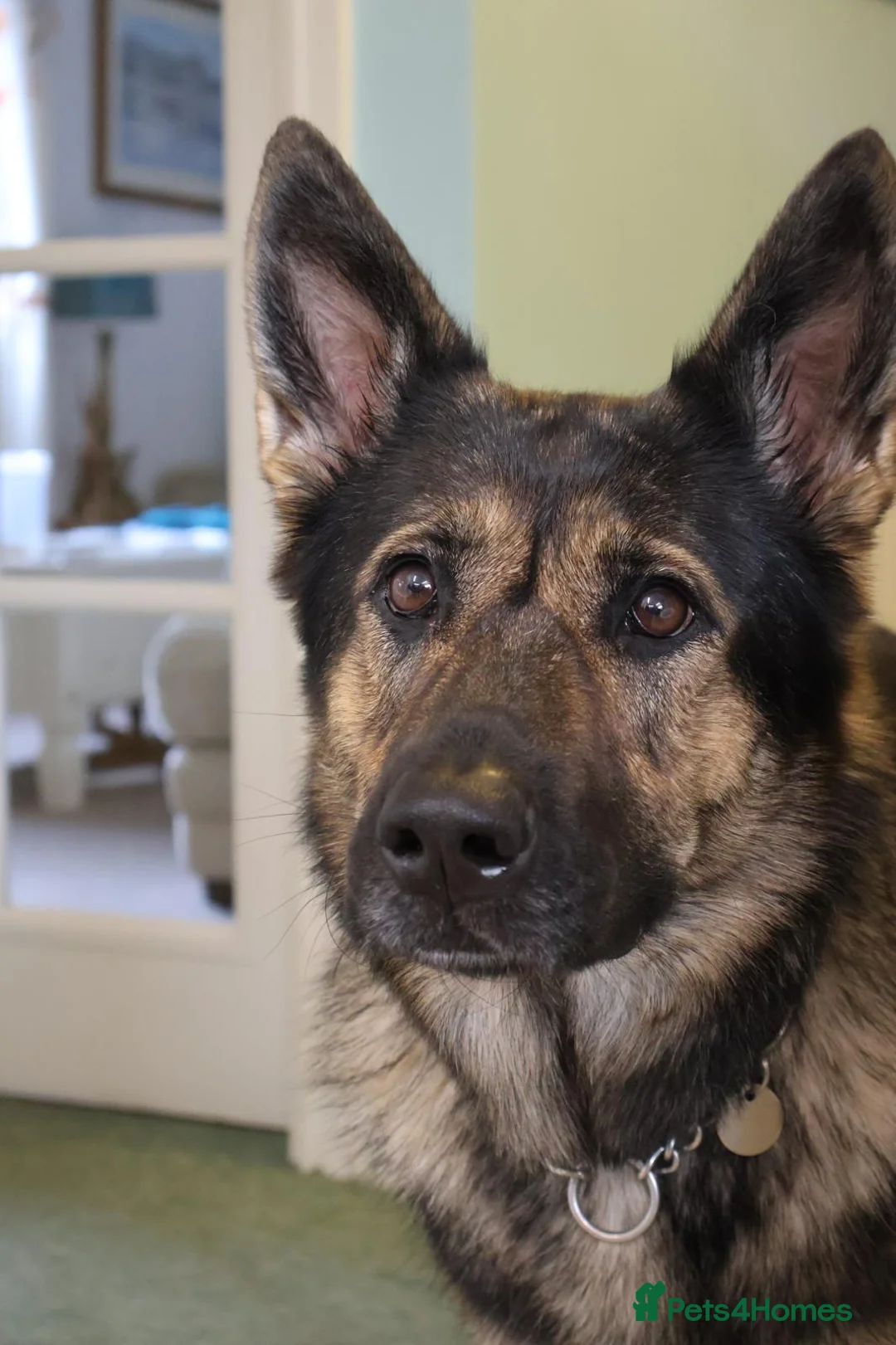 German Shepherd dogs for sale: Female German shepherd for adoption  - Advert 2