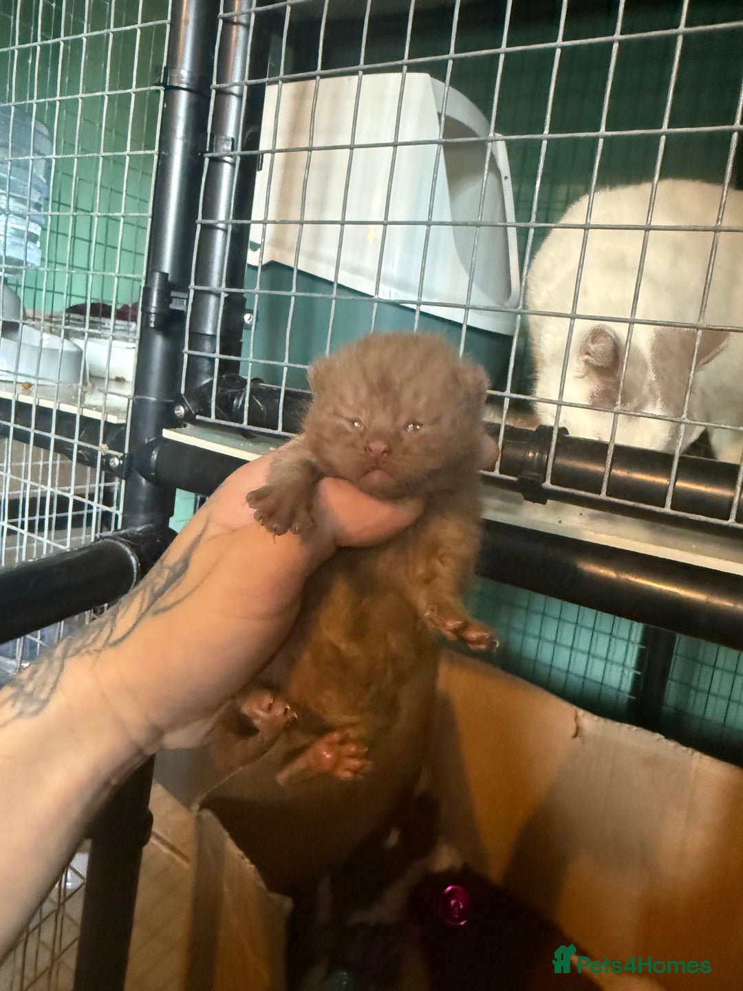 British Shorthair cats for sale: Tica reg cinnamon kittens  - Image 9