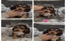 Cocker Spaniel dogs for sale: Show cocker spaniel (chocolate sable) - Image 14