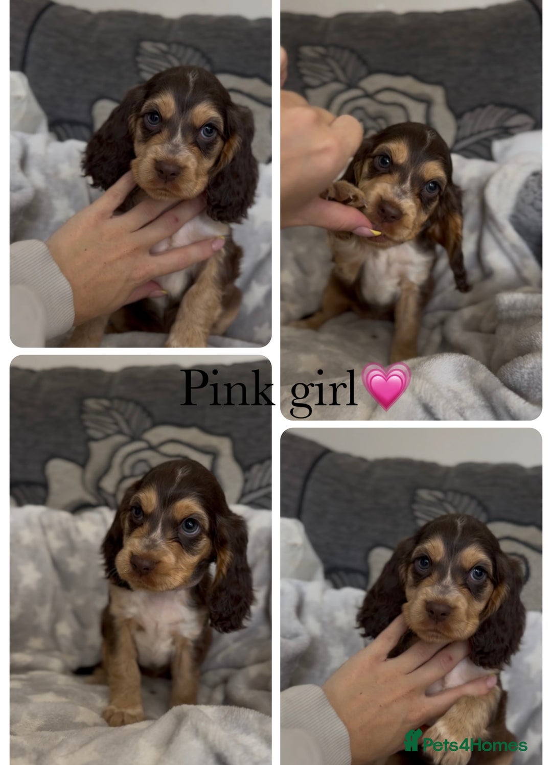 Cocker Spaniel dogs for sale: Show cocker spaniel (chocolate sable) - Image 14