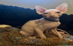 Sphynx cats for sale: 5 Adorable Sphynx Kittens for sale! - Image 9