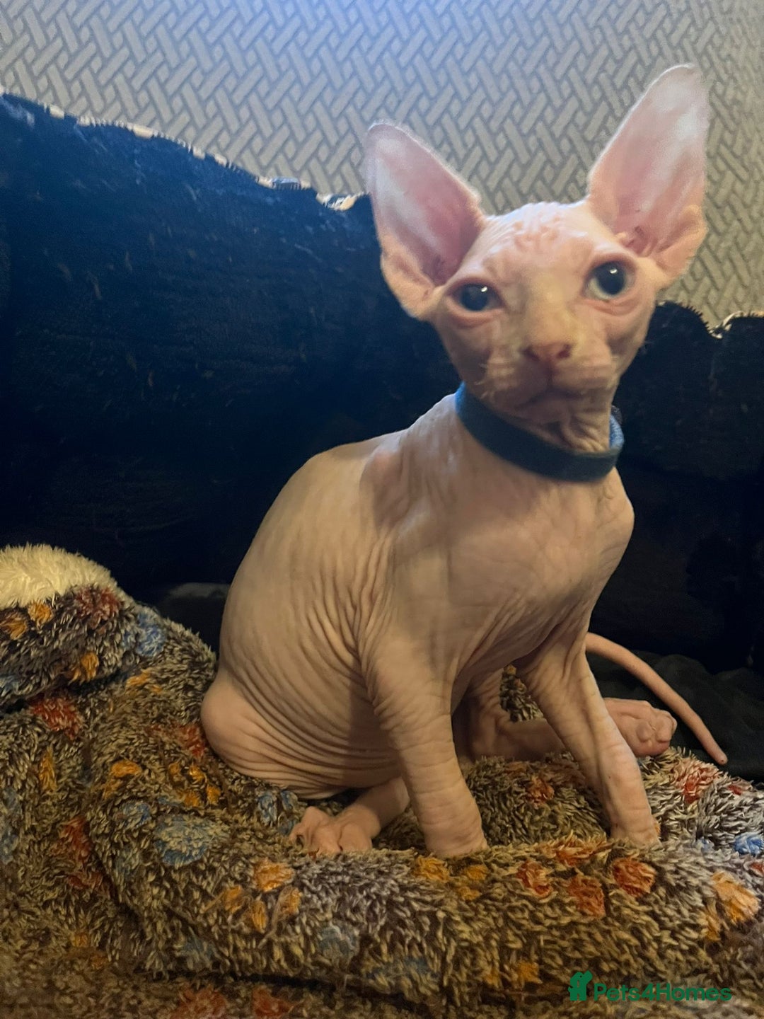 Sphynx cats for sale: 5 Adorable Sphynx Kittens for sale! - Image 9