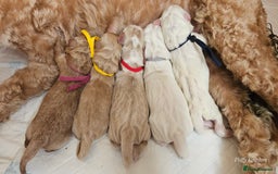 Australian Labradoodle dogs for sale: STUNNING FULLY HEALTH TESTED PUPPIES 🌟🐾 - Image 12