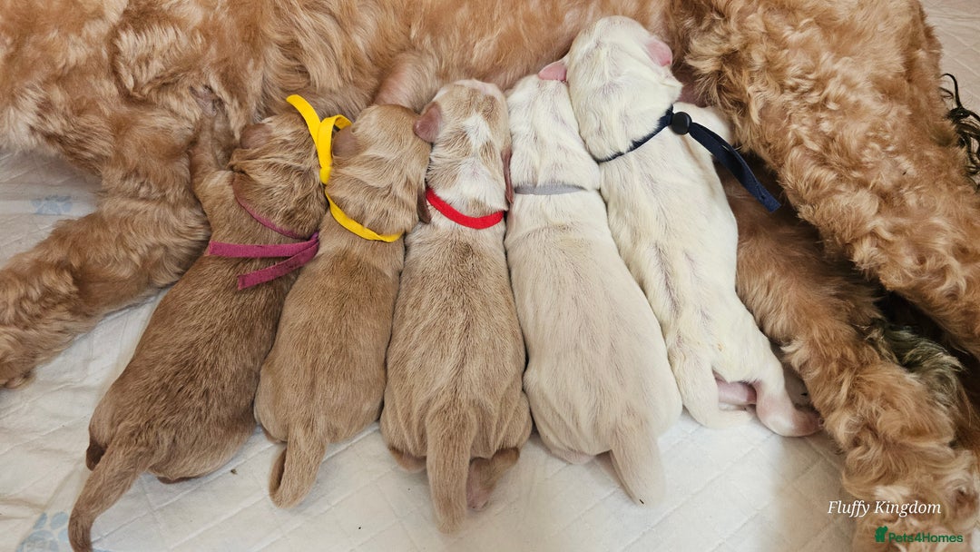Australian Labradoodle dogs for sale: STUNNING FULLY HEALTH TESTED PUPPIES 🌟🐾 - Image 12