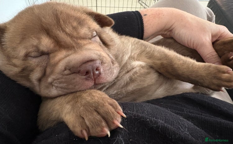 Shar Pei dogs Perfect SharPei Pups. 1 girl left. Ready now - Advert 3
