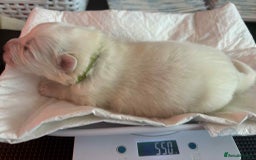 Samoyed dogs for sale: KC reg. Samoyed puppies with champ bloodline  - Advert 37