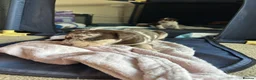 Mixed Breed dogs for sale: Beautiful Staffie cross puppies - Advert 21