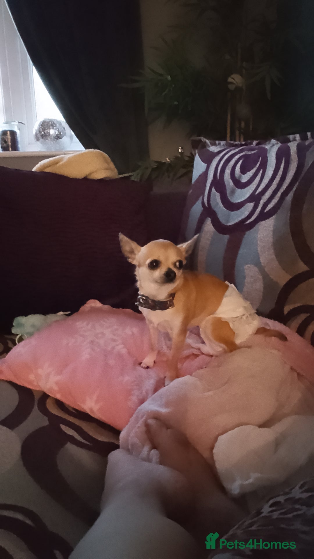 Chihuahua dogs for stud: Chihuahua for Stud - Image 5