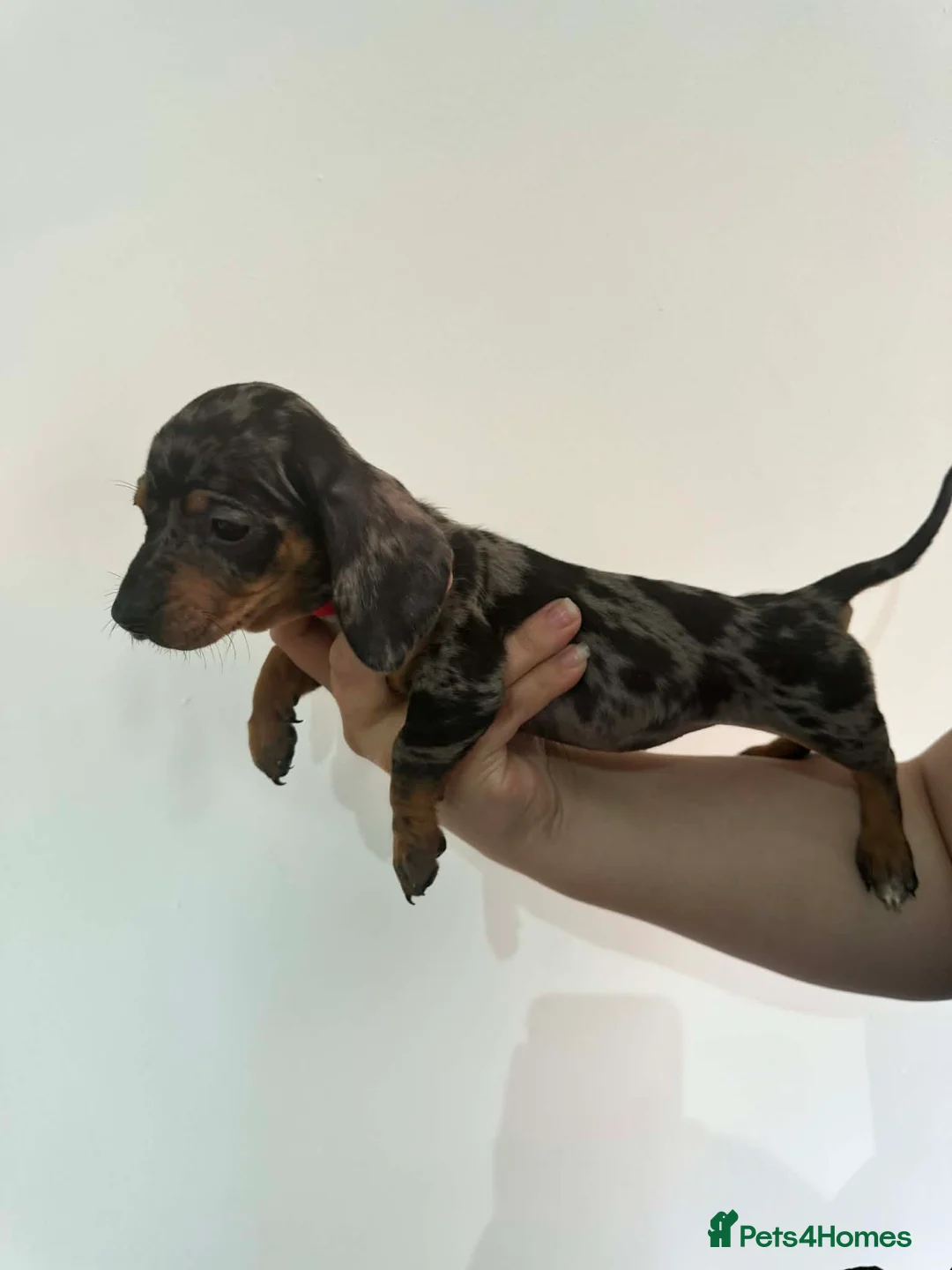 Miniature Dachshund dogs for sale: Miniature Dachshund  - Advert 33