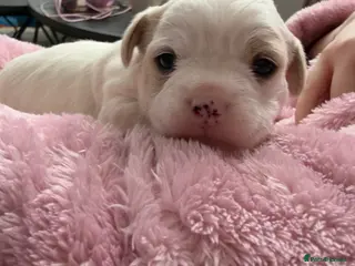 Mixed Breed dogs Shihpoo mix pups - Advert 16