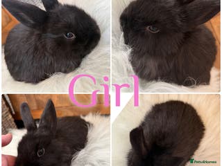 Mini Lop rabbits Baby Mini Lop Rabbits For Sale Ready to Go 8 Weeks - Advert 9