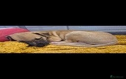 Whippet dogs for sale: 3 stunning KC registered males  - Image 2