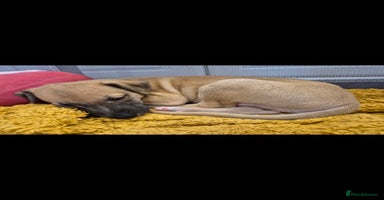 Whippet dogs - Advert 11