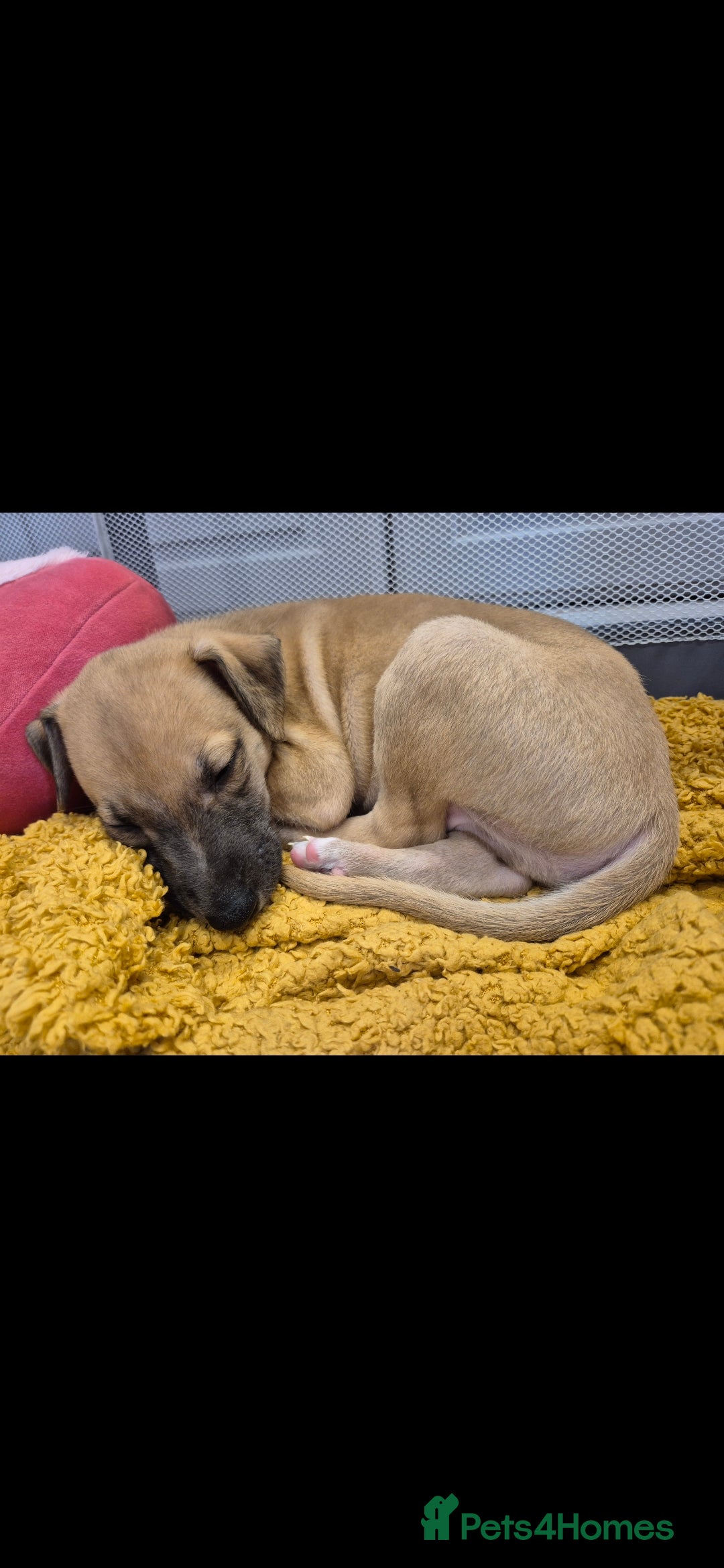 Whippet dogs for sale: 3 stunning KC registered males  - Image 2