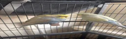 Budgerigars birds for sale: Tamed budgies  - Advert 6