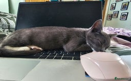 Mixed Breed cats for sale: 2 female kitties - Image 2