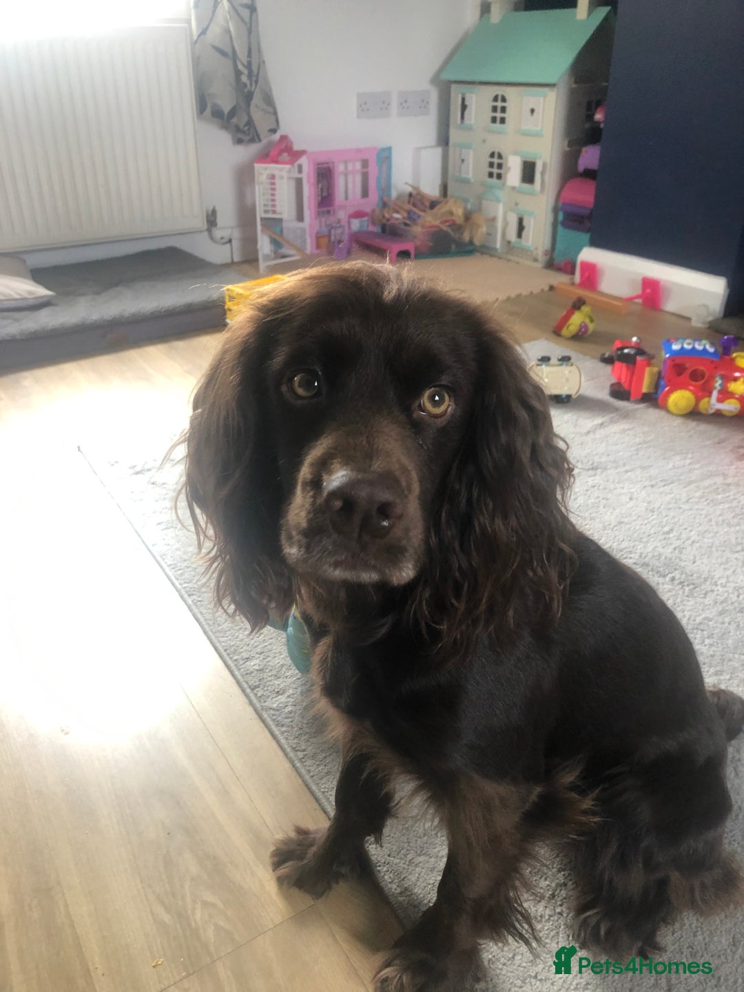 Cocker Spaniel dogs for stud: Milo working cocker spaniel  - Image 4