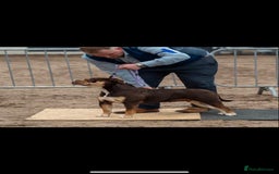Olde English Bulldogge dogs for sale: Old English bulldog puppies  - Image 13