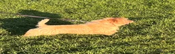Norfolk Terrier dogs for sale: Lovely sweet boy - Advert 9