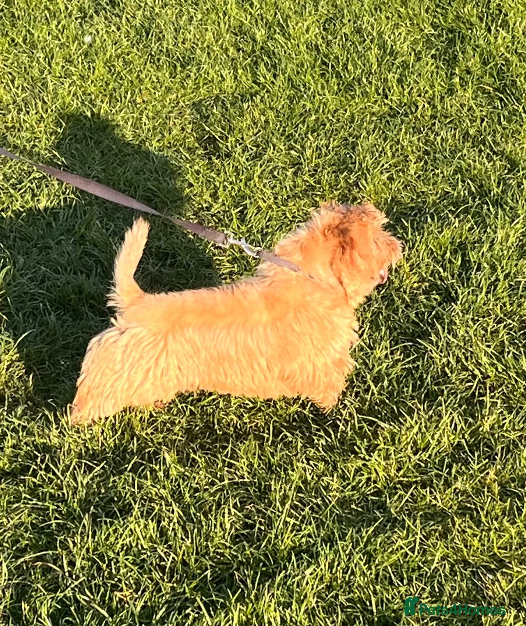 Norfolk Terrier dogs for sale: Lovely sweet boy - Advert 9