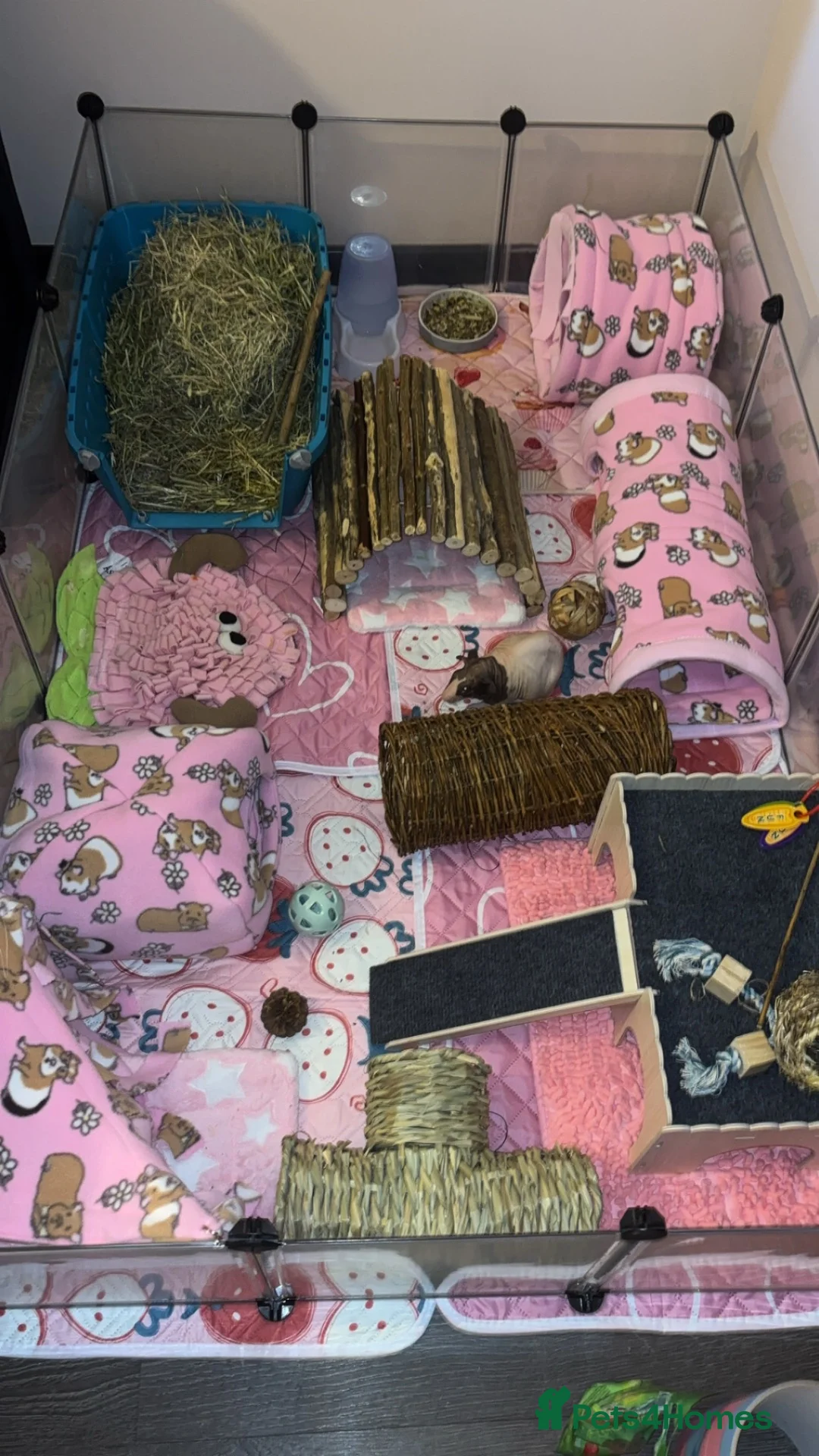 Guinea Pig rodents for sale: Baldwin skinny pig pair  - Advert 2