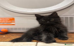 Maine Coon cats for sale: Maine coon x ragdoll kittens - Image 2