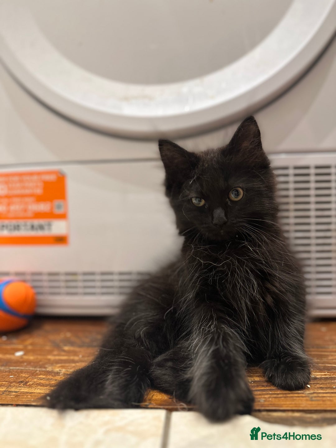 Maine Coon cats for sale: Maine coon x ragdoll kittens - Image 2