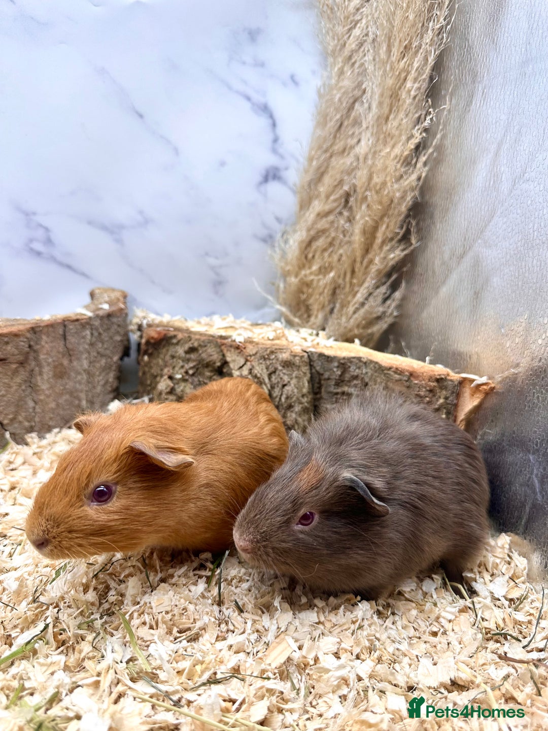 Guinea Pig rodents for sale: Multiple baby guinea pigs 💗 - Image 7