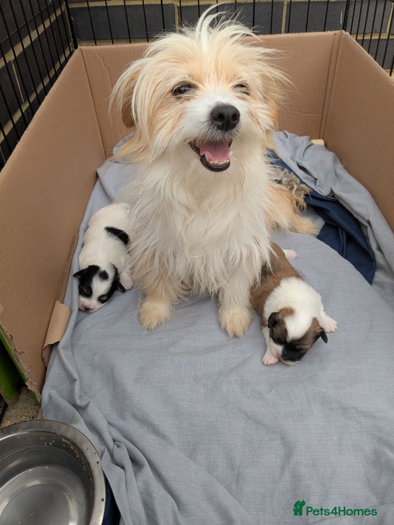 Mixed Breed dogs Puppys for sale  - Advert 2