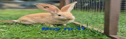 Continental Giant rabbits for sale: Pure Continental Giant Vaccinated  - Advert 4
